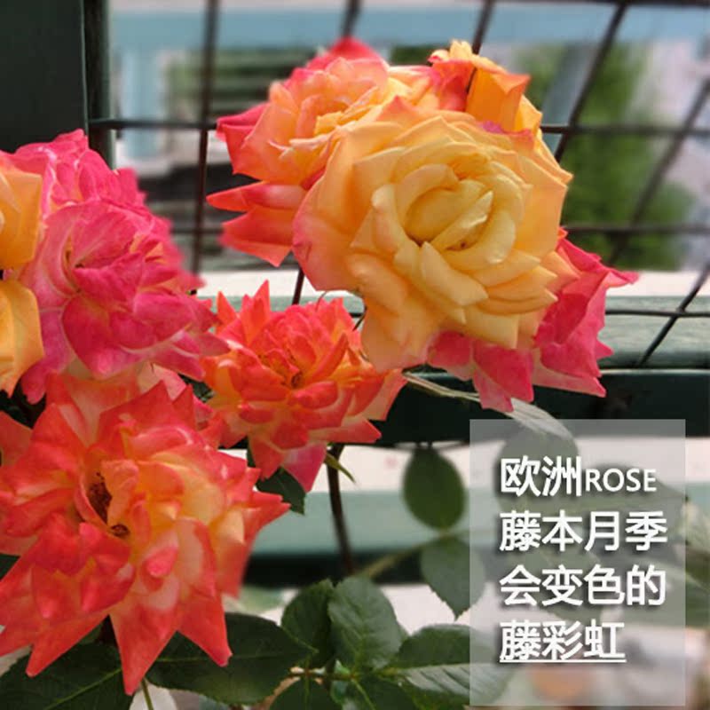 藤本月季 藤彩虹 爬藤多花月季花苗 藤本蔷薇 会变色的欧洲月季花