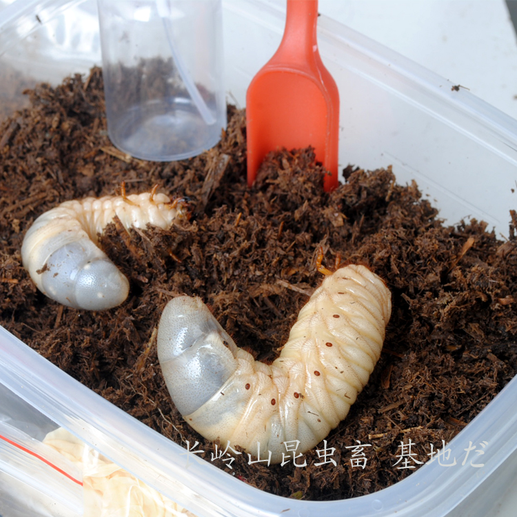 2017春红色血统 独角仙幼虫 甲虫 另类宠物活体 新手套餐 十件套