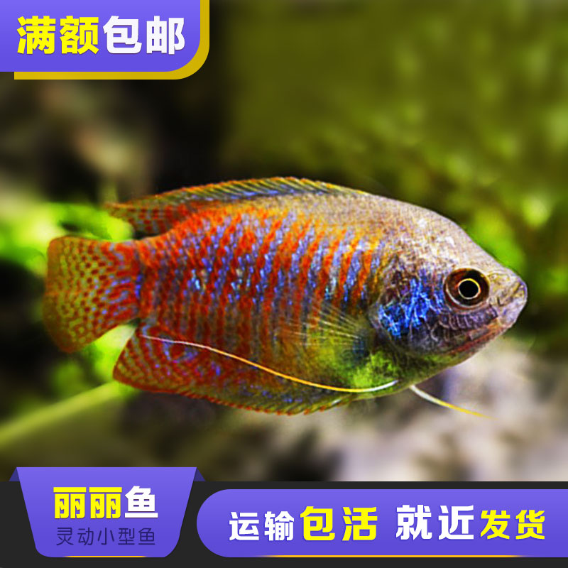 丽丽鱼小丽丽热带鱼观赏鱼活体鱼水族宠物鱼小型淡水鱼包活