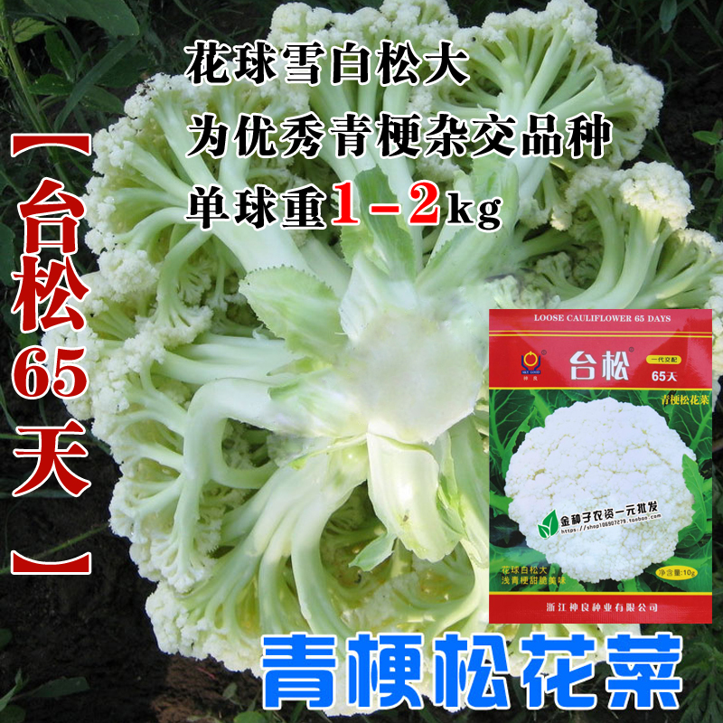 进口有机蔬菜种子台湾松花松花菜种子早熟青梗散花菜种子有机花菜