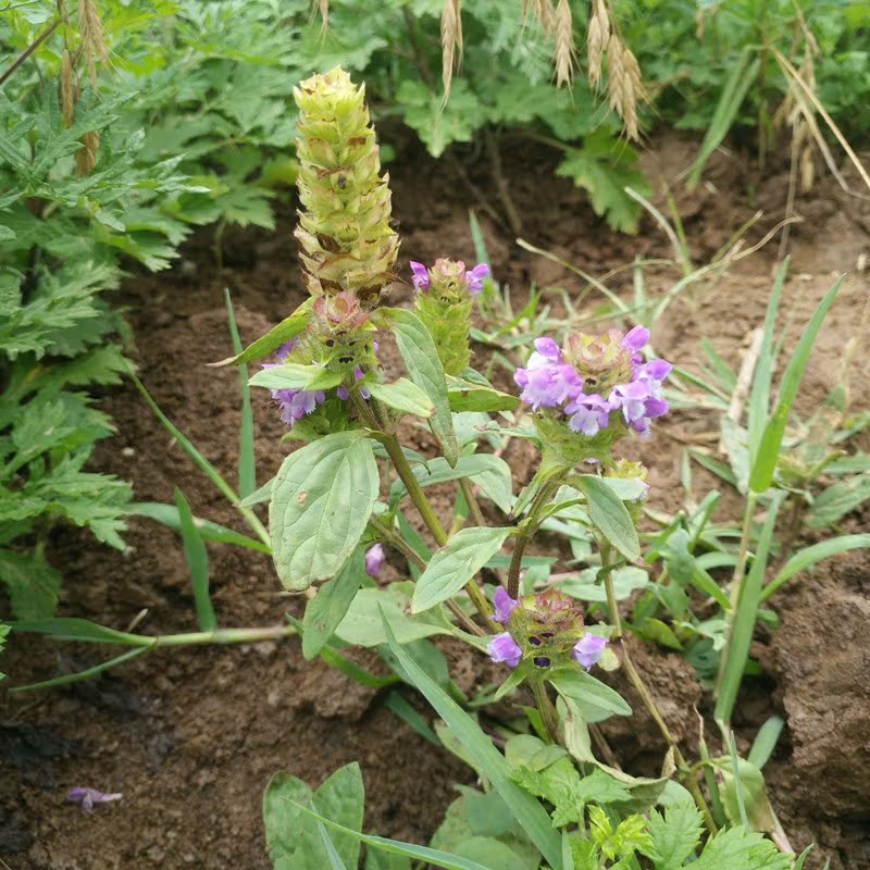 17年新货野生夏枯球 夏枯草茶泡茶 夏枯草野生500克包邮