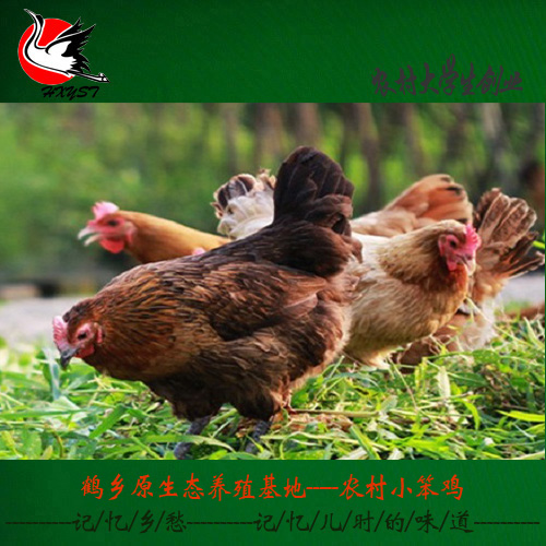 推荐最新土鸡汤 清炖土鸡汤信息资料_实惠购物