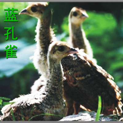 ȸ