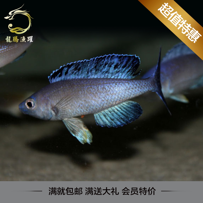 进口热带鱼三湖慈鲷坦鲷全蓝双印剑沙淡水观赏鱼活体宠物鱼