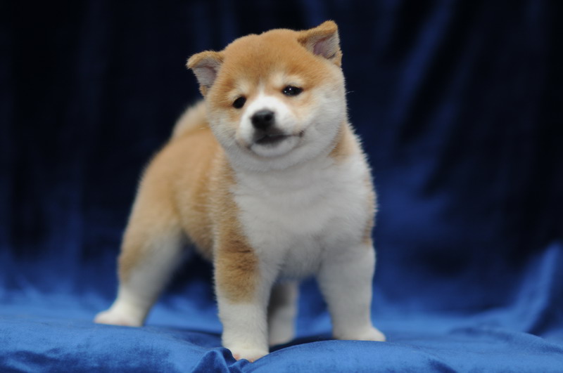 日系柴犬活体纯种幼犬宠物狗狗精品黄白赤色赤柴豆柴白嘴小型犬