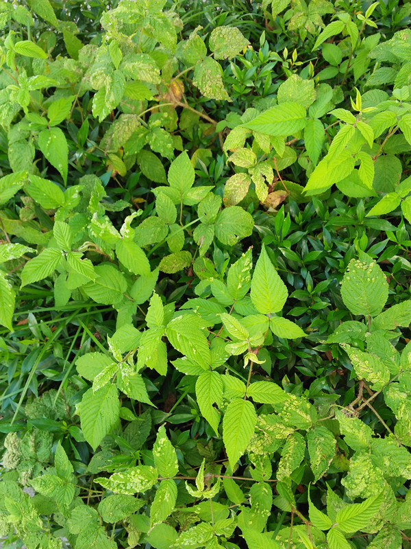 福建野生中草药野果空心泡苗野草莓三月泡覆盆子种苗蔷薇莓悬钩子