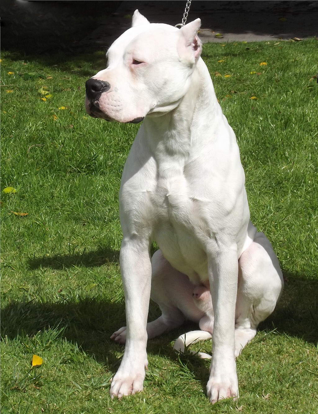 度高幼犬 活体纯种家养大型犬双血统猎犬 杜高巨型凶猛包邮