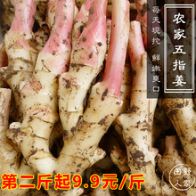 子姜 嫩小姜 嫩姜芽四川特产 仔姜嫩姜 包邮 仔姜 姜芽 泡姜 新鲜