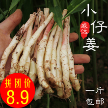 现拍现挖嫩姜 泡姜 包邮 子姜 四川特产泡姜 嫩姜新鲜 仔姜鲜姜芽