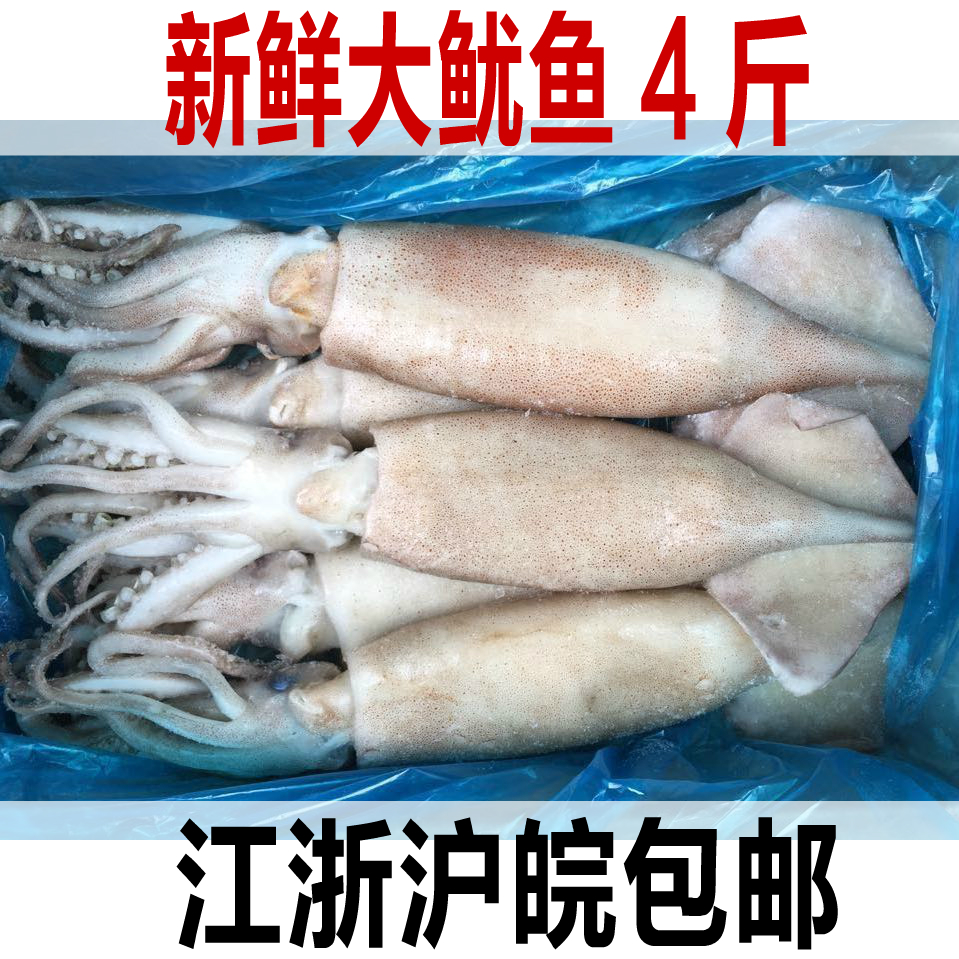 东山岛鱿鱼活冻笔管鱼鲜活小鱿鱼海兔子一口管冷冻鱿鱼仔海鲜包邮
