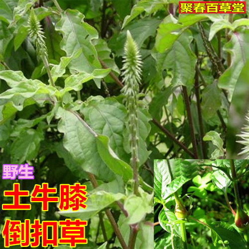 新鲜草药野生现采牛膝土牛膝紫牛膝倒扣草倒钩草接骨丹 顺丰500克