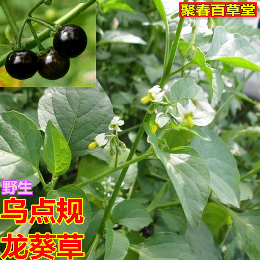 新鲜现采草药野生龙葵 乌点规 钮仔草乌疔草苦葵乌点归 顺丰500克