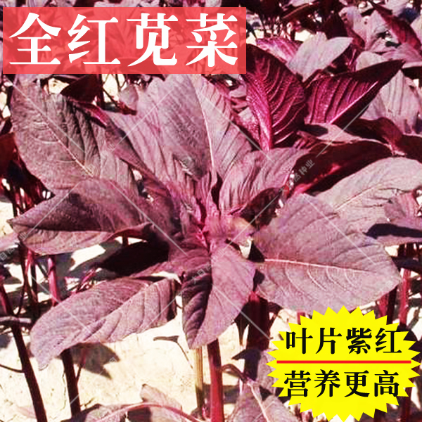 花圆叶苋菜种子长寿菜绿叶柳叶白叶红苋菜种子人性菜野菜四季盆栽