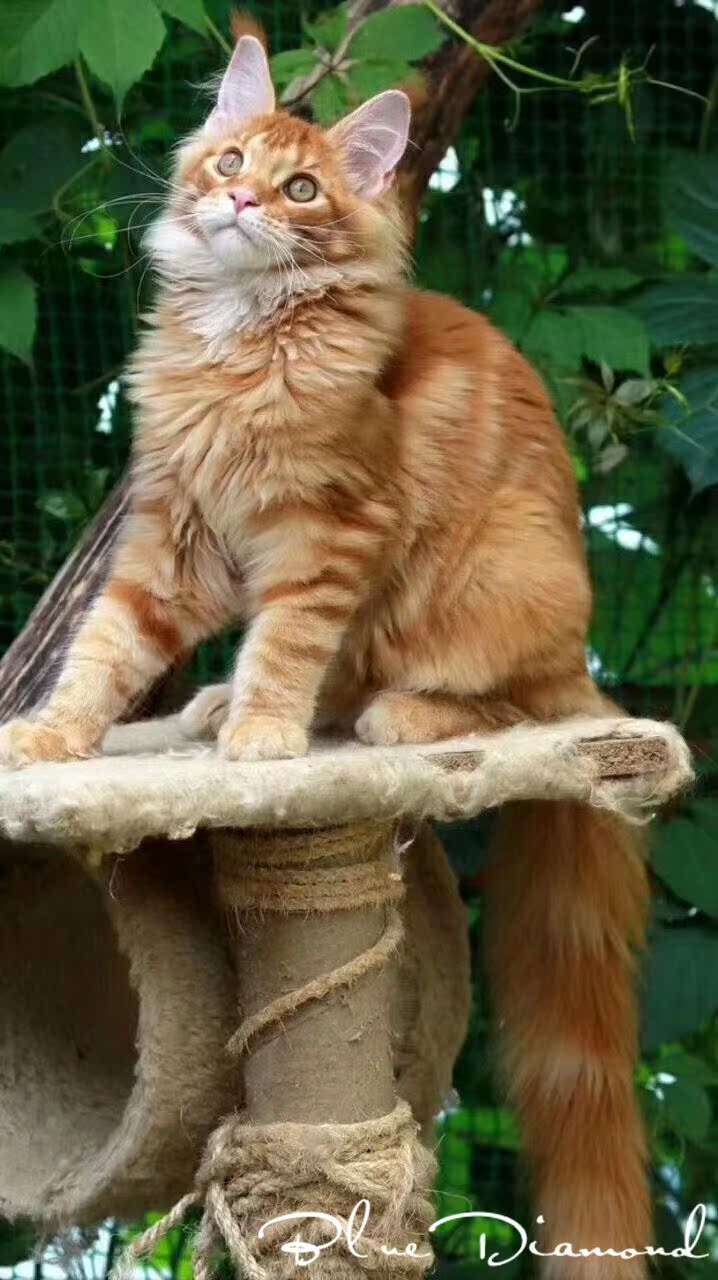 缅因库恩猫活体宠物猫红虎色缅因猫