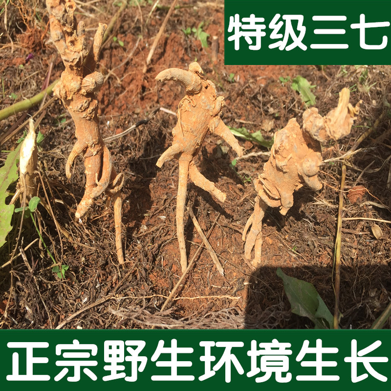 野生三七 云南文山正宗野生三七500g正品特级包邮泡酒料田七粉真