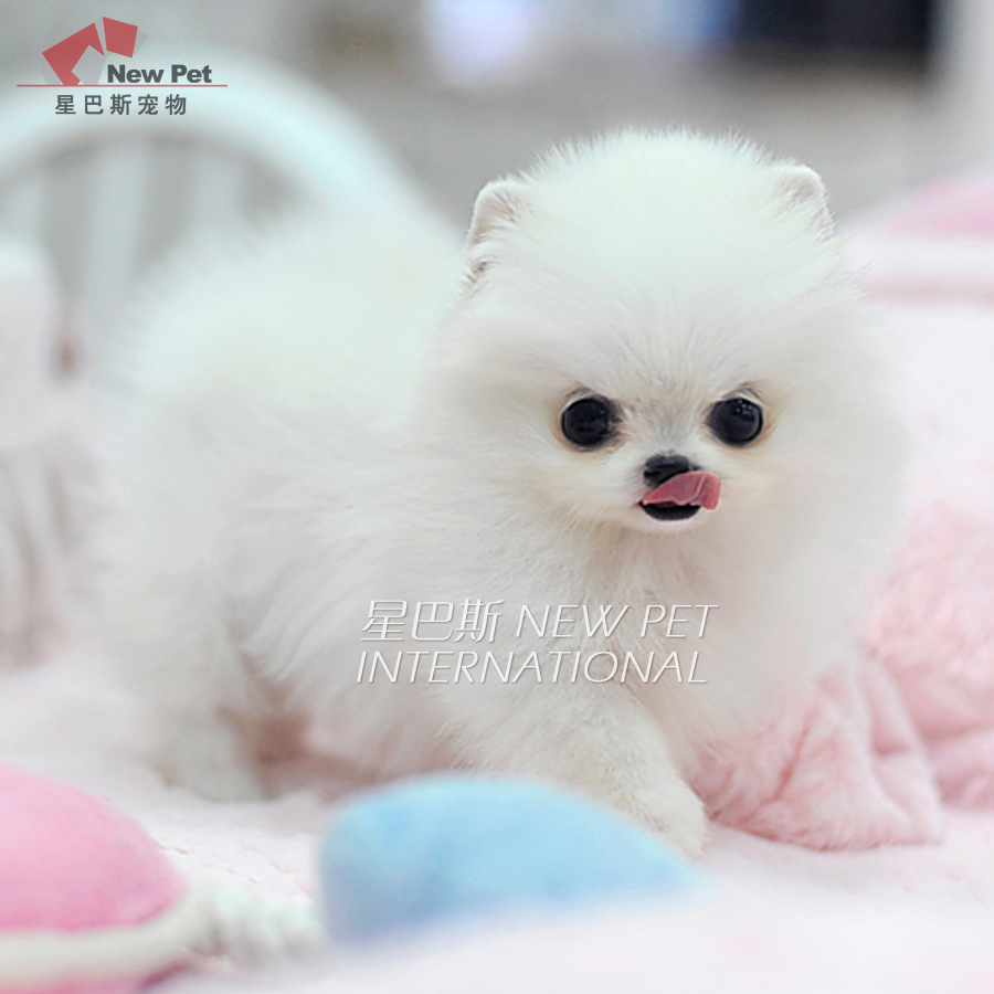 凌空星巴斯 美系白博美纯种俊介博美幼犬茶杯犬活体狗狗出售bm183