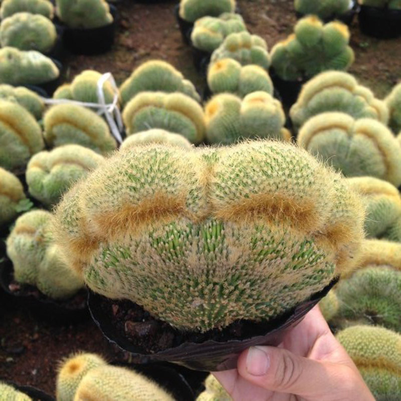 三只蝴蝶仙人球【金狮猴缀化】多肉植物非金冠缀化大棚直销无根