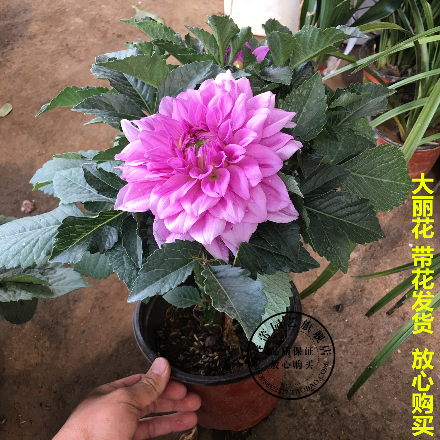 矮生大丽花盆栽大丽菊花阳台庭院多年生观花植物 (带花发货)