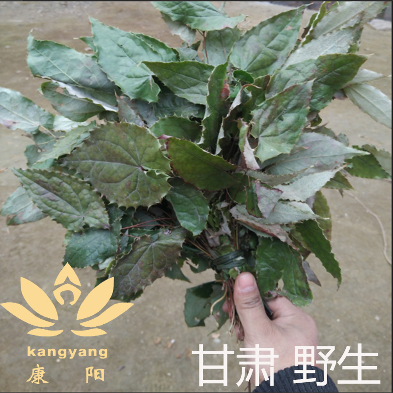 甘肃淫羊藿 野生500克特级仙灵脾茶中药材淫羊藿叶根泡酒500g整株