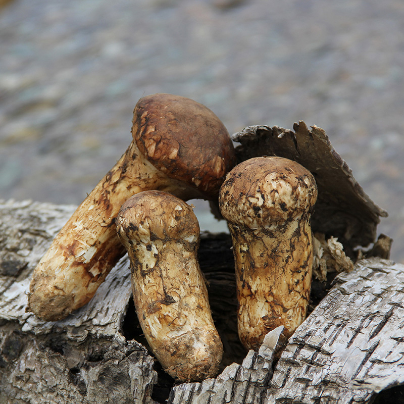 【现货】7-9cm香格里拉野生新鲜松茸云南野生菌500g顺丰包邮蘑菇