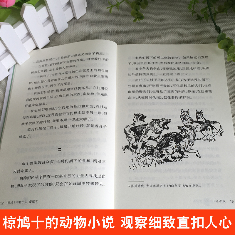 椋鸠十动物小说爱藏本 孤岛野犬 儿童读物故事书7-10