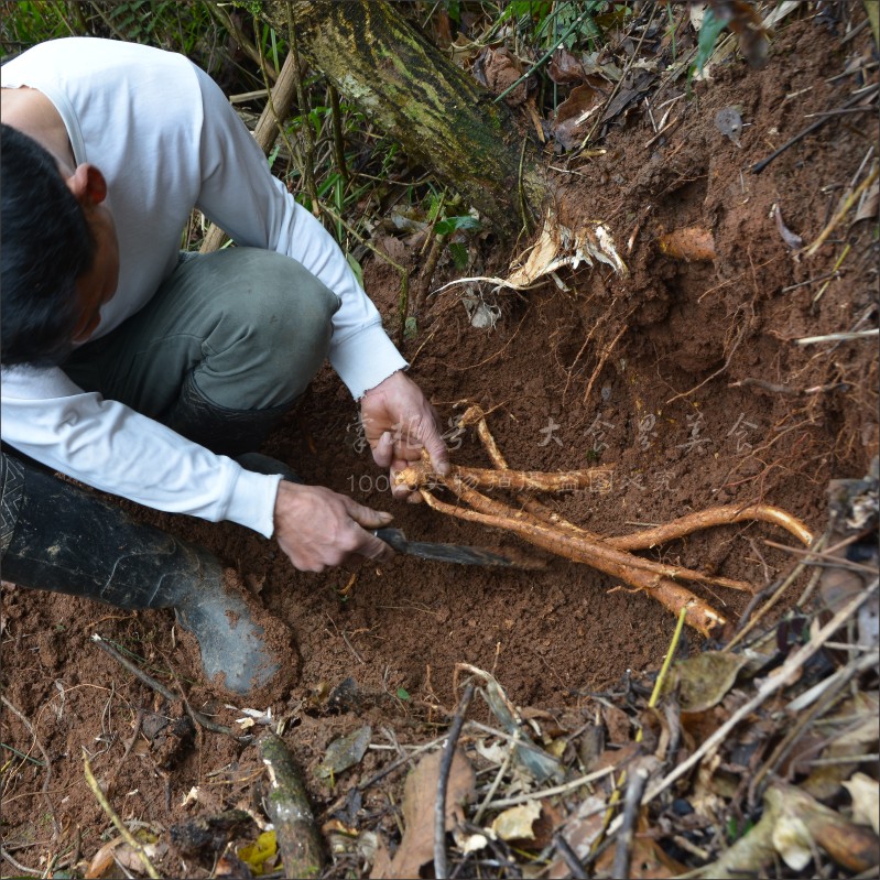 天然野生新鲜牛大力 正宗野生金钟根补身体强筋骨 山莲藕500g包邮