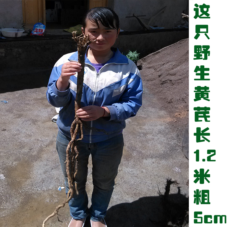 甘肃岷县纯野生黄芪500克包邮 特级 无硫北芪可切片磨野生黄芪粉