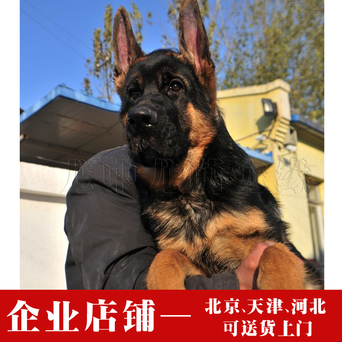 德国黑背纯种 锤系德牧幼犬 弓背 德国牧羊犬 大头黑脸 大狼狗