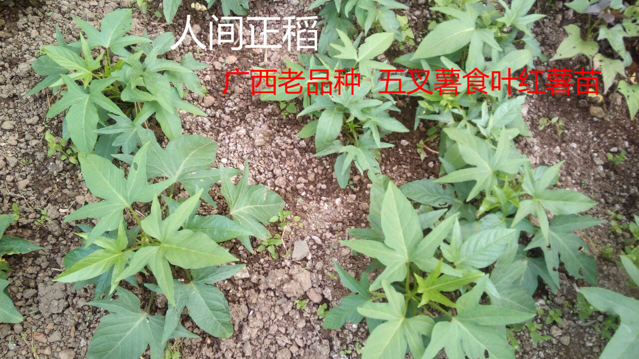 红薯苗 红薯叶-食叶型番薯苗 地瓜叶种苗-红薯