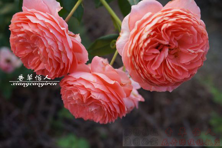 欧月盆栽 夏日花火月季花 浓香花卉 丰花多头灌木月季 四季开花_双氙