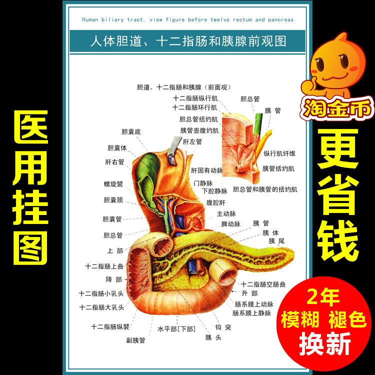 【包邮】人体系统概观挂图 胆道 十二指肠和胰腺 医学教学图展板