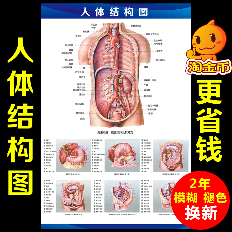 【包邮】人体解剖图挂图解内脏器官结构图医学系统示意图海报医院