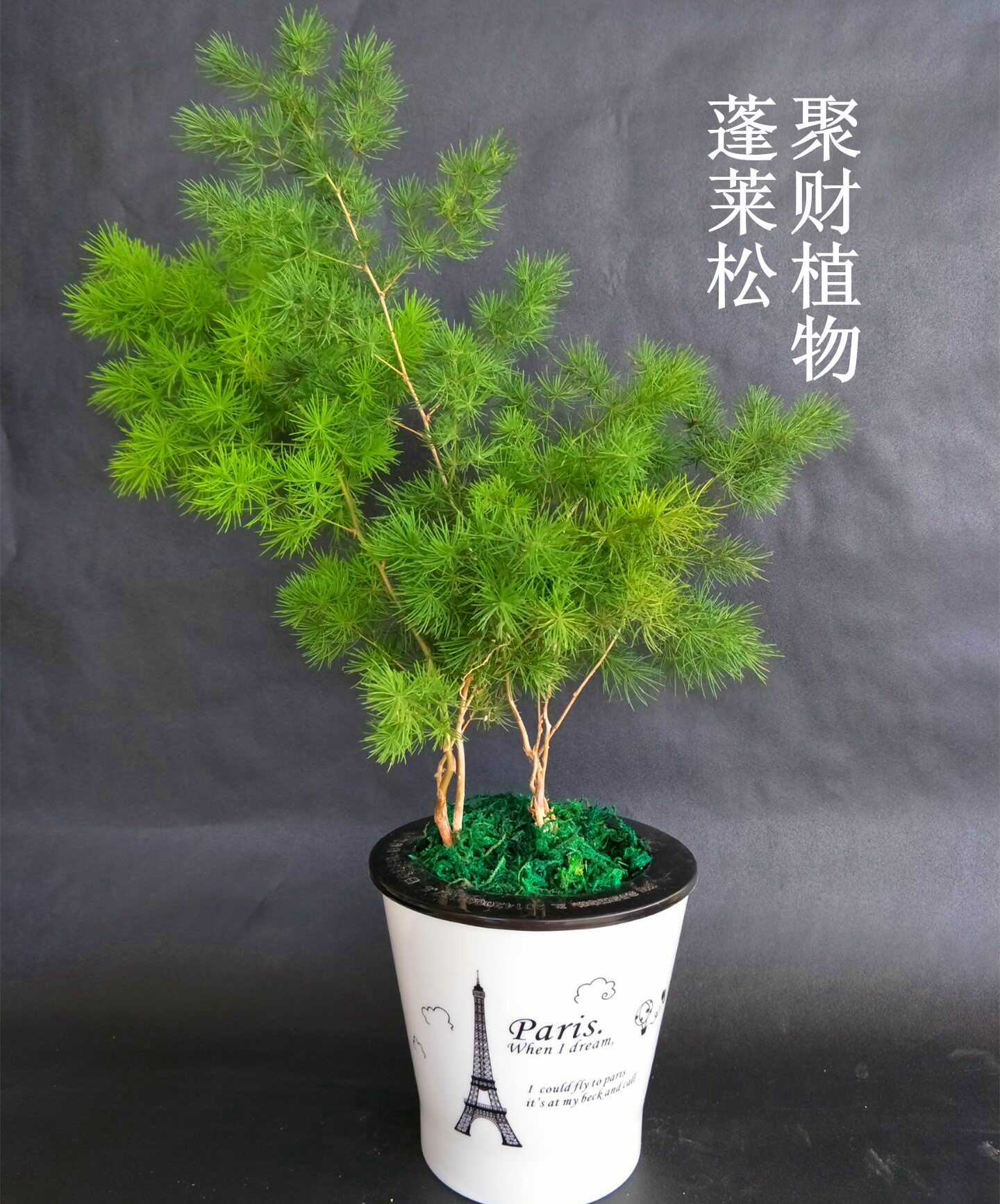 蓬莱松盆栽包邮绿植客厅室内桌面盆栽四季常青生肖家庭盆景植物