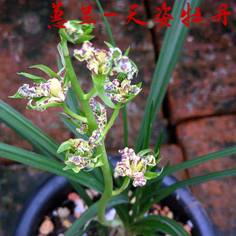 珍品蕙兰 天姿牡丹 绿植盆栽 特价出售