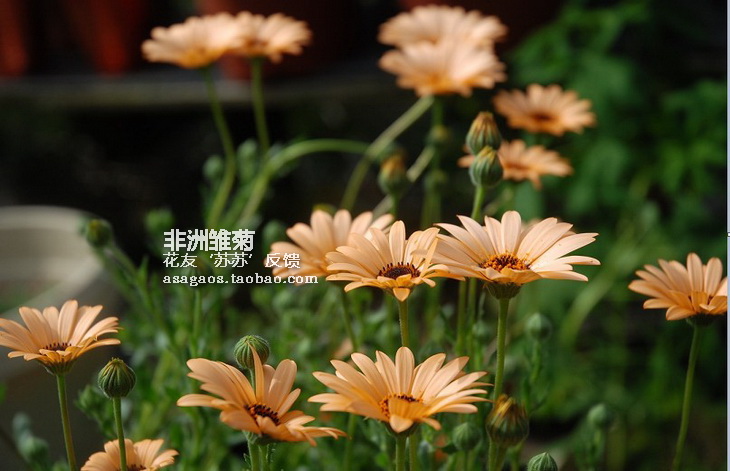非洲雏菊 进口美国花种子混色50粒装