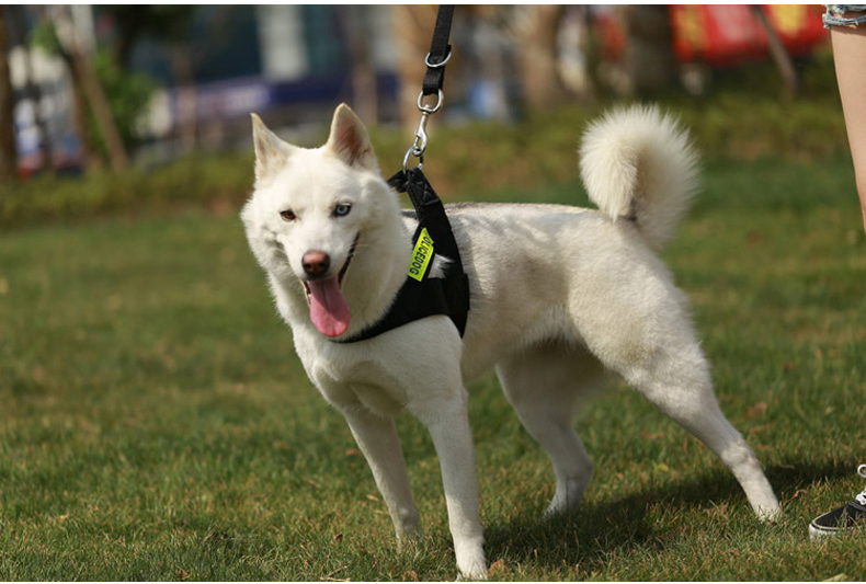 宠物狗狗牵引绳 大型犬中型犬狗绳子狗链子 金毛德牧胸背带狗链_双氙