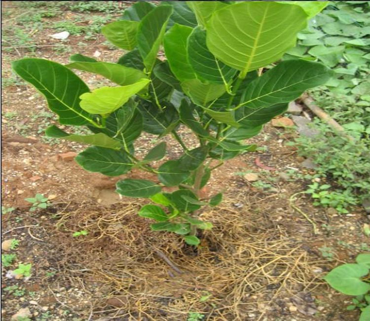 菠萝蜜树苗 四季菠萝蜜苗 马来西亚一号菠萝蜜苗 海南