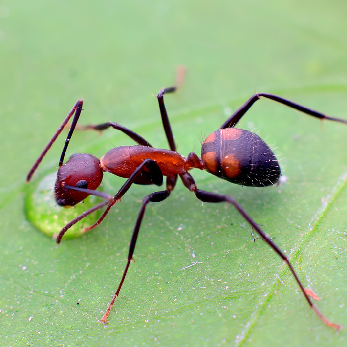 东方收获蚁messor orientalis