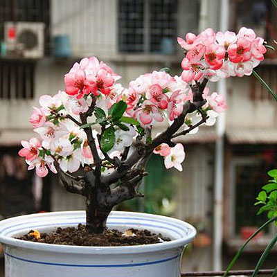 实物长寿冠海棠盆景树桩重瓣红花海棠盆栽耐寒四季开花带花苞促销