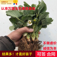 包邮 南北方当年结果树苗红颜奶油草莓苗盆栽阳台种植 四季草莓苗