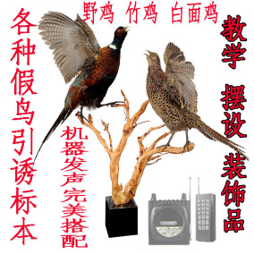 正品[鸡媒]鸡媒抓野鸡视频评测 训鸡媒图片