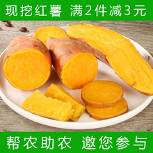 地瓜新鲜番薯 现挖山芋红苕5斤装 河南特产农家黄心红薯 红薯新鲜