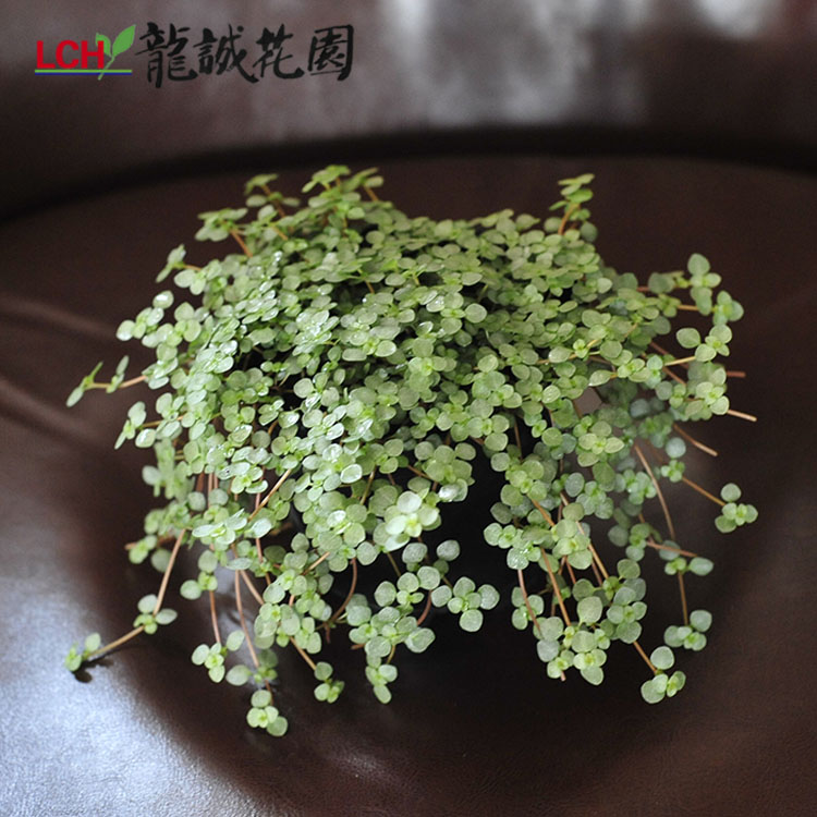 灰绿冷水红茎冷水花绿植办公室内绿色植物冷水花观叶花卉盆景包邮