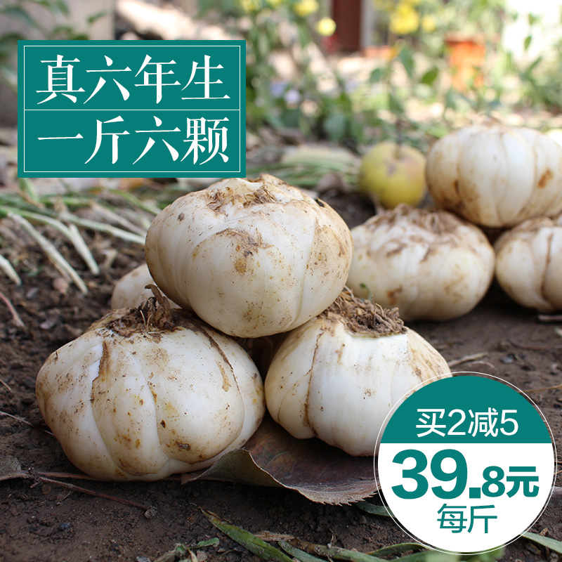 【买2减5元】老韩鲜百合新鲜百合甘肃兰州特产无硫食用兰州百合