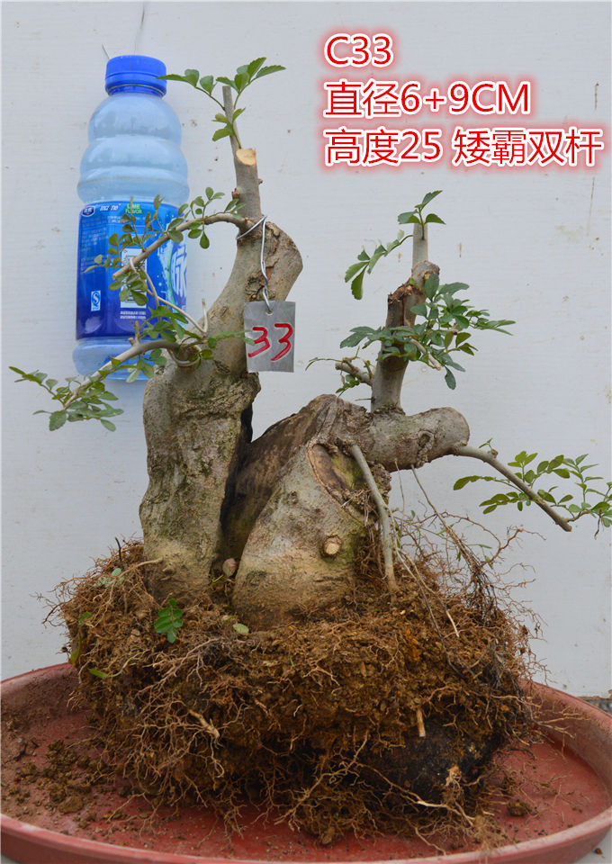 对节白蜡盆景促销掌上小品盆栽老根树桩树苗下山桩办公桌绿植摆件