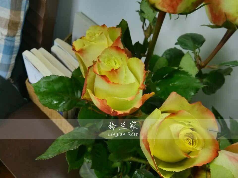 【铃兰家】 苏萨 v9方杯苗 大花切花月季花苗淡绿色