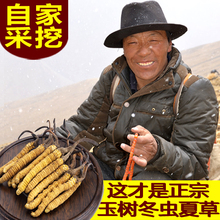 野生正品 冬虫夏草非断草 四根一克正宗2017青海玉树杂多新鲜虫草