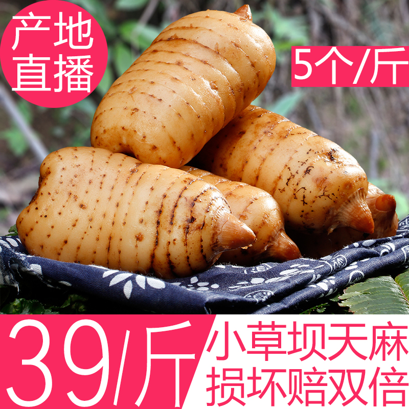 【天天特价】鲜天麻野生云南昭通特级小草坝新鲜天麻500g当日现挖