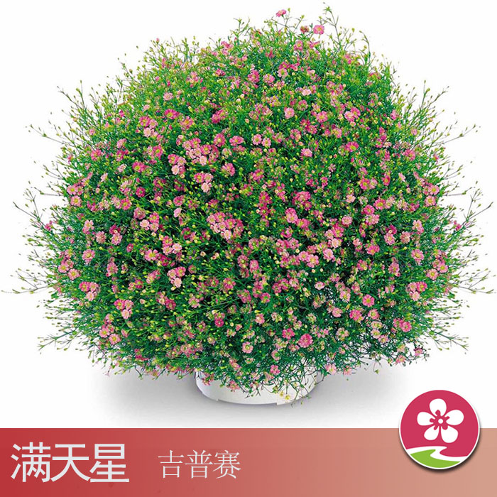 【醉花家】满天星 吉普赛 日本进口花种子坂田 粉色玫红色白色