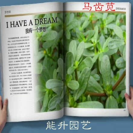 荷兰马齿苋种子 长寿菜种子 五行菜种子 补血菜 多次采摘 有机种
